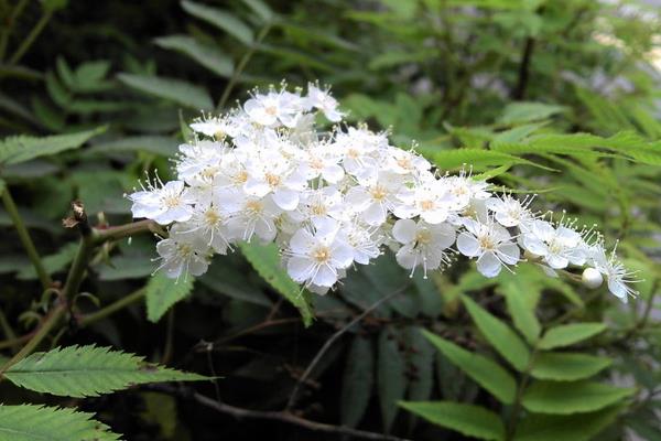珍珠梅怎么浇水（多久浇一次） 珍珠梅叶子发黄处理方法
