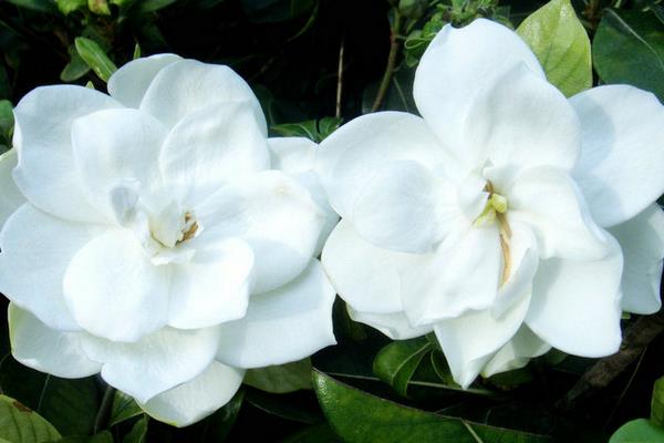 栀子花什么时候开(什么季节) 栀子花花期是几月