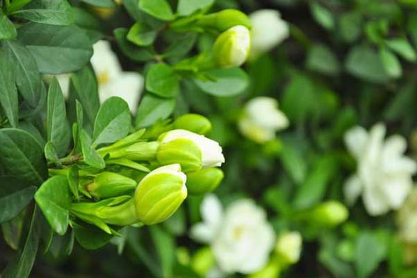 栀子花什么时候开(什么季节) 栀子花花期是几月