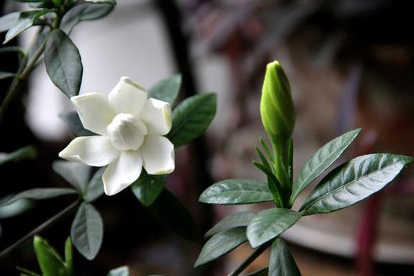 栀子花什么时候开(什么季节) 栀子花花期是几月