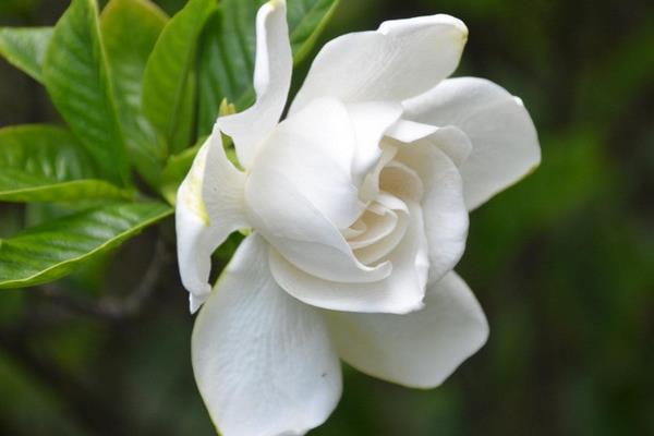 栀子花什么时候开(什么季节) 栀子花花期是几月