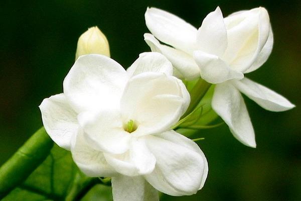 栀子花什么时候开(什么季节) 栀子花花期是几月