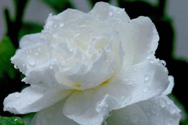 栀子花怎么浇水(多久浇一次)栀子花如何施肥