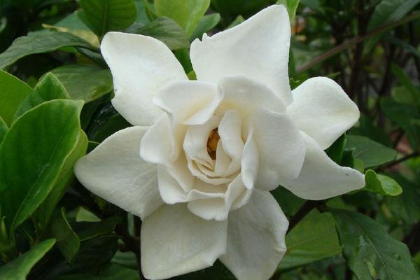 栀子花怎么浇水(多久浇一次)栀子花如何施肥