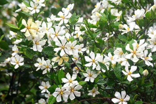 栀子花怎么浇水(多久浇一次)栀子花如何施肥