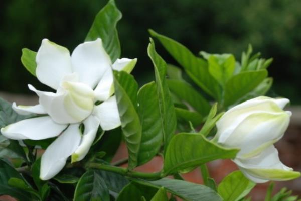 栀子花怎么浇水(多久浇一次)栀子花如何施肥