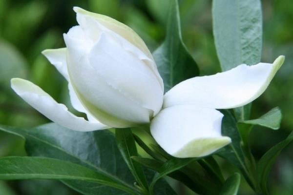 栀子花怎么浇水(多久浇一次)栀子花如何施肥