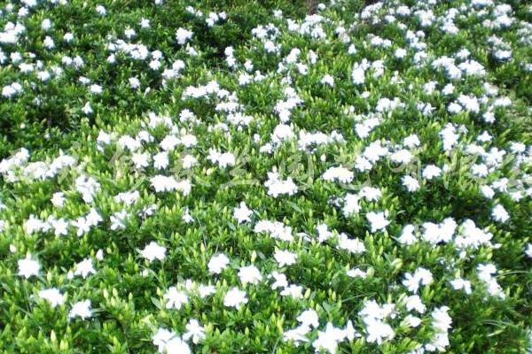 栀子花树市场价格多少钱一株  栀子花怎么种