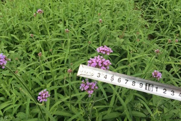 马鞭草图片大全 马鞭草花语及寓意