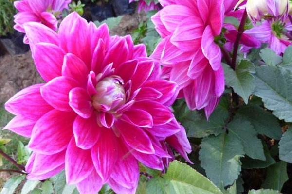 秋牡丹怎么种 秋牡丹种植方法与注意事项