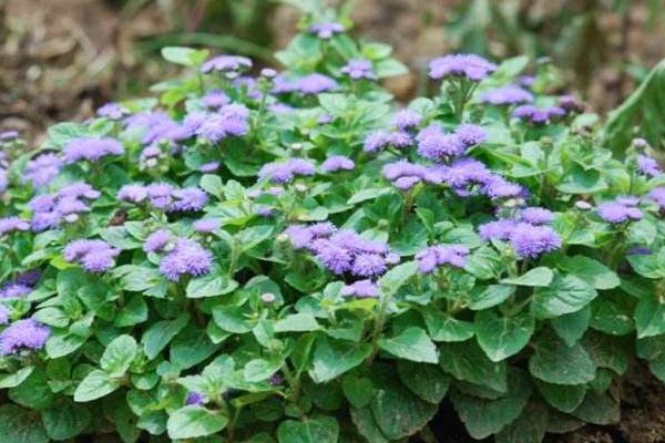 藿香蓟什么时候开花 藿香蓟花期是几月