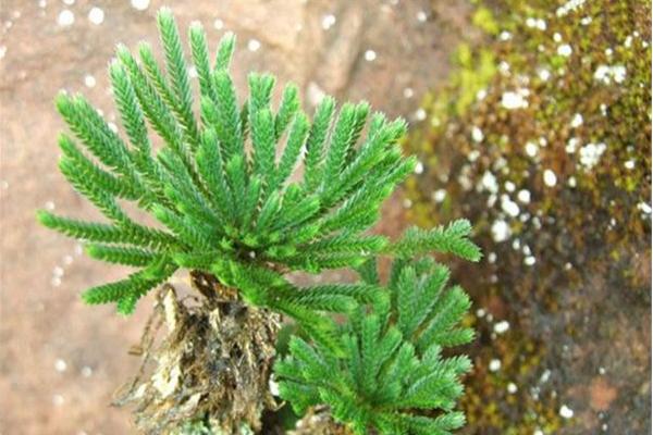 卷柏市场价格多少钱一盆 卷柏的养护方法