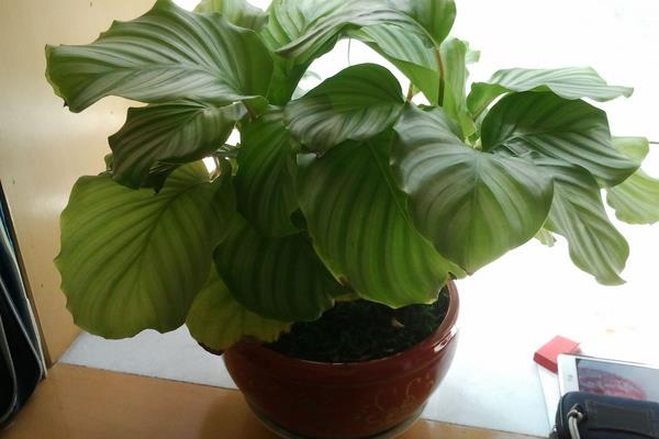 圆叶竹芋多久浇一次水 圆叶竹芋烂根怎么办