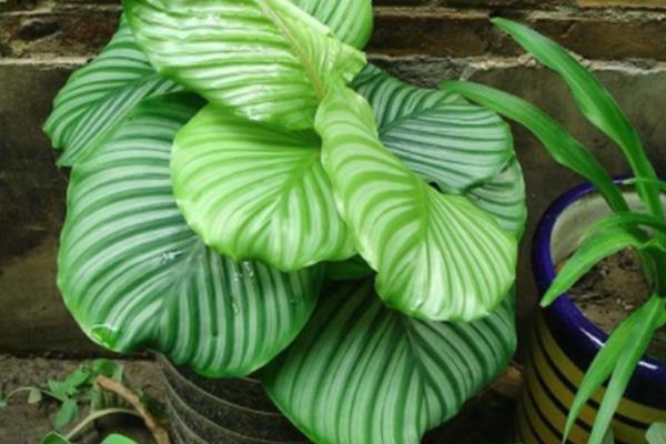 圆叶竹芋多久浇一次水 圆叶竹芋烂根怎么办