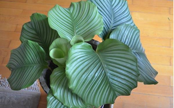 圆叶竹芋多久浇一次水 圆叶竹芋烂根怎么办