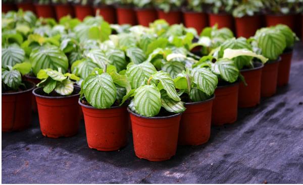 圆叶竹芋多久浇一次水 圆叶竹芋烂根怎么办