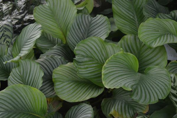 圆叶竹芋多久浇一次水 圆叶竹芋烂根怎么办