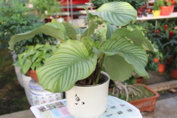 圆叶竹芋多久浇一次水 圆叶竹芋烂根怎么办