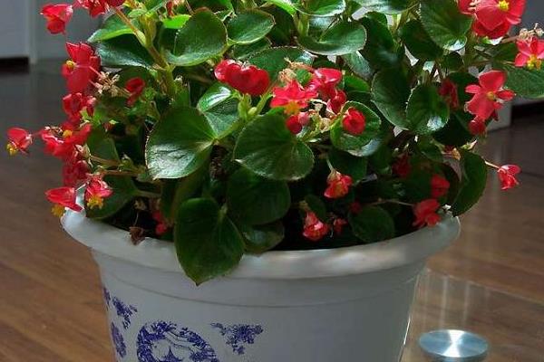 四季海棠有毒吗 四季海棠能放在卧室里养吗