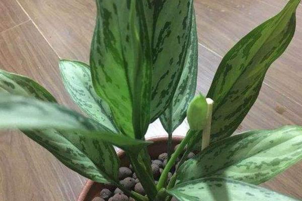 银皇后会开花吗(什么时候开) 银皇后花语