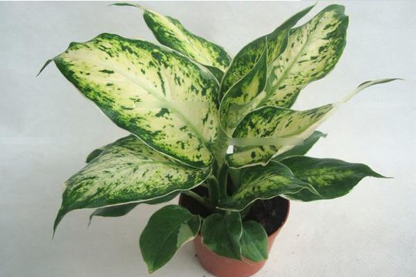 银皇后会开花吗(什么时候开) 银皇后花语