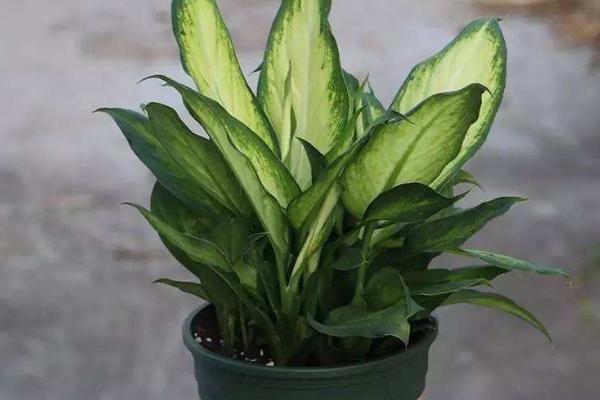 银皇后会开花吗(什么时候开) 银皇后花语