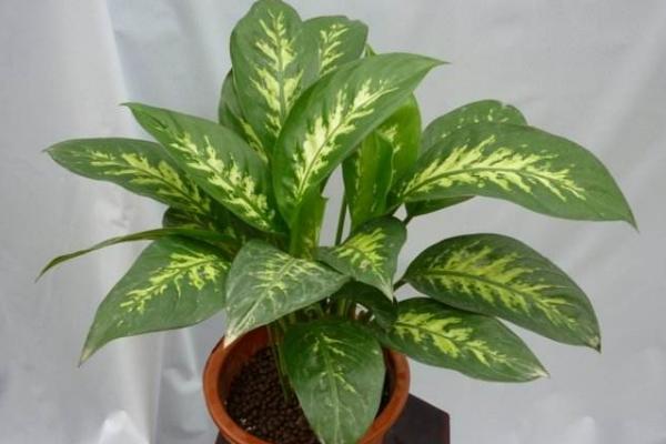 银皇后会开花吗(什么时候开) 银皇后花语