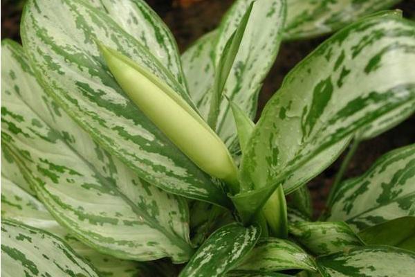 银皇后会开花吗(什么时候开) 银皇后花语