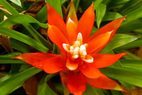 鸿运当头怎么浇水(多久浇一次) 鸿运当头摆放哪里最好