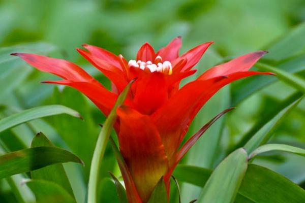 鸿运当头怎么浇水(多久浇一次) 鸿运当头摆放哪里最好