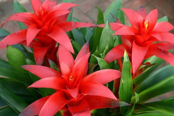 鸿运当头怎么浇水(多久浇一次) 鸿运当头摆放哪里最好