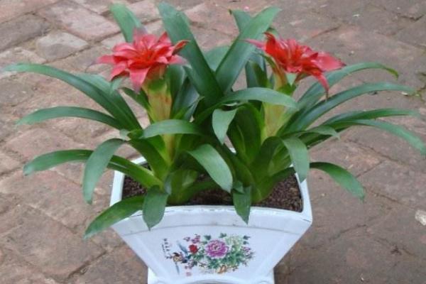 鸿运当头怎么浇水(多久浇一次) 鸿运当头摆放哪里最好