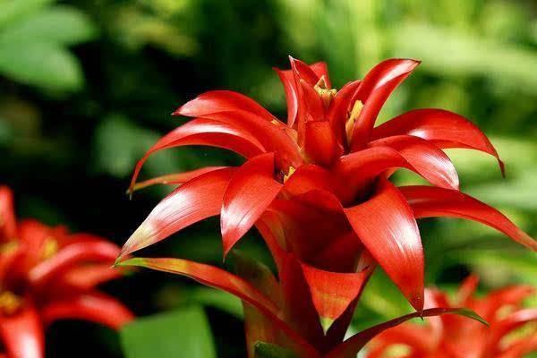 鸿运当头怎么浇水(多久浇一次) 鸿运当头摆放哪里最好