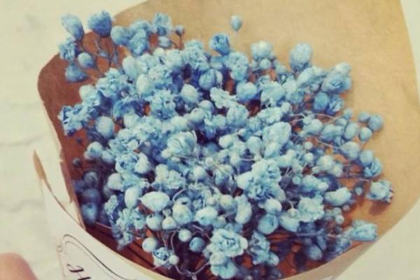 满天星适合送什么人 满天星花期的管理