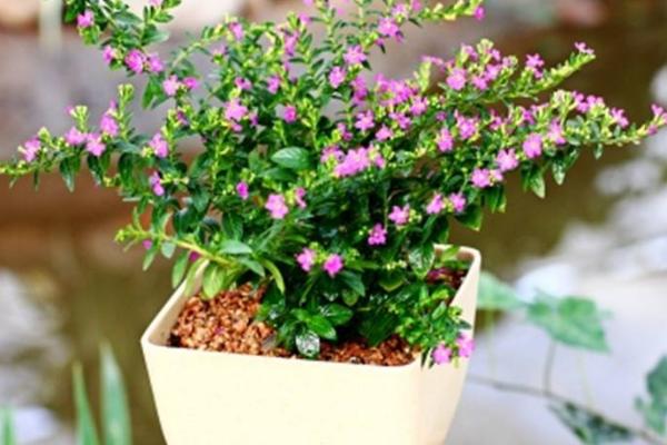 满天星什么时候开花(几月) 满天星的养殖方法和注意事项