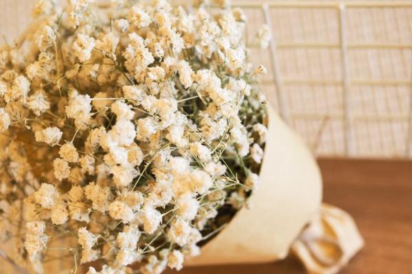 满天星什么时候开花(几月) 满天星的养殖方法和注意事项