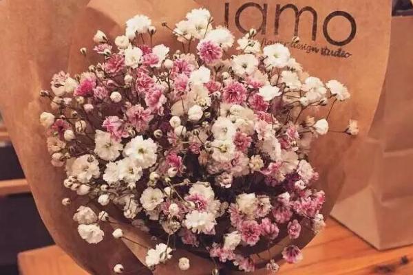 满天星什么时候开花(几月) 满天星的养殖方法和注意事项