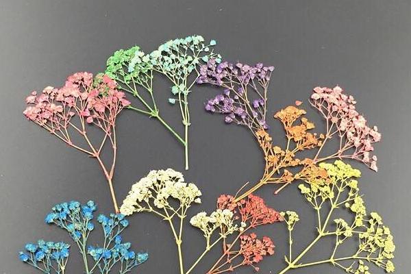 满天星什么时候开花(几月) 满天星的养殖方法和注意事项