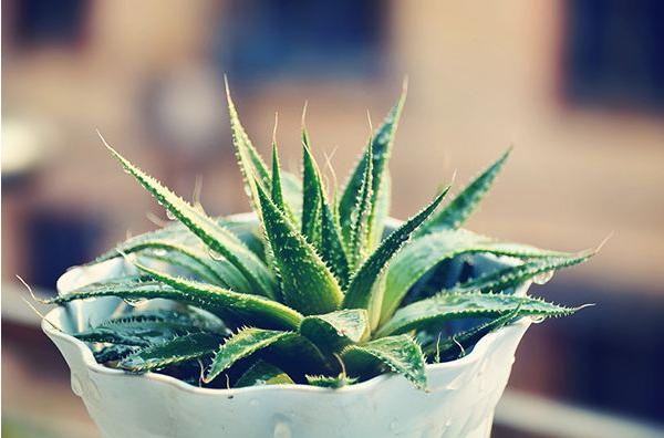 狼尾蕨有毒吗 狼尾蕨能放在室内卧室吗