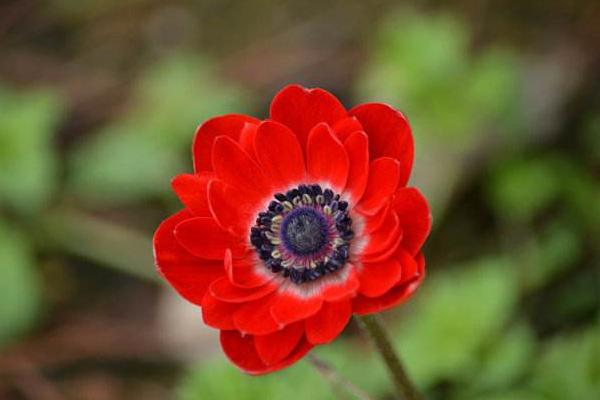 银莲花图片大全 银莲花花语及寓意