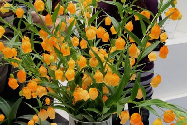 宫灯百合怎么养 宫灯百合养殖方法与注意事项