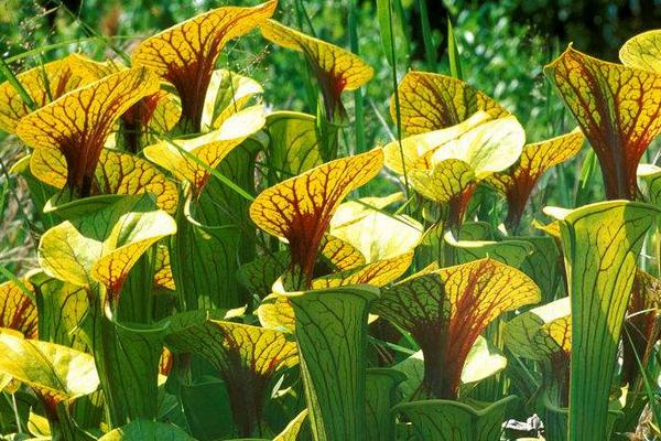 瓶子草怎么浇水(多久浇一次) 瓶子草怎么施肥