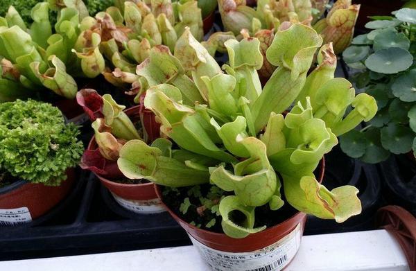 瓶子草怎么浇水(多久浇一次) 瓶子草怎么施肥