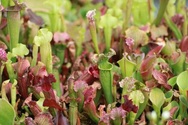 瓶子草怎么浇水(多久浇一次) 瓶子草怎么施肥