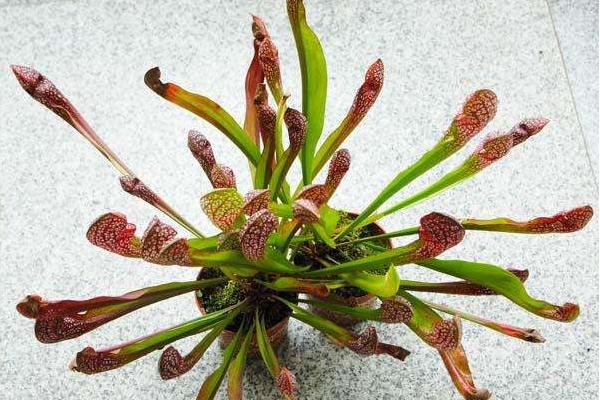 瓶子草怎么浇水(多久浇一次) 瓶子草怎么施肥