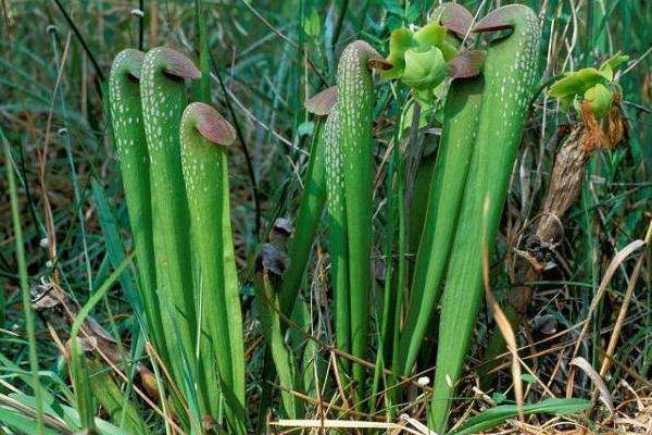 瓶子草怎么浇水(多久浇一次) 瓶子草怎么施肥