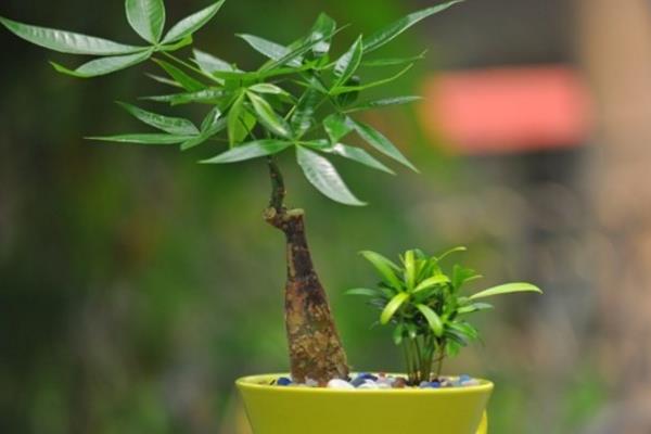 发财树叶子发黄怎么办 发财树掉叶子的原因及解决方法