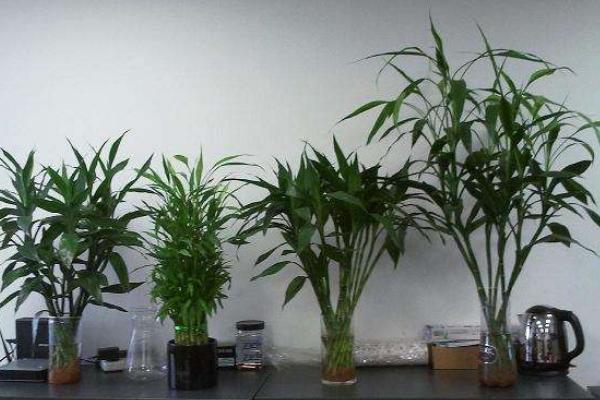 水培富贵竹的水臭了怎么办 水养富贵竹修剪(图解)