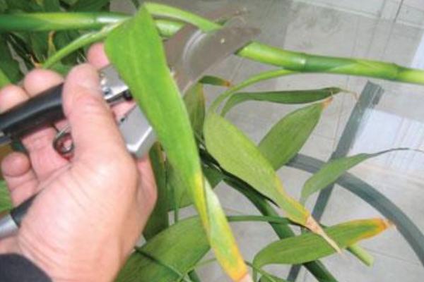 水培富贵竹的水臭了怎么办 水养富贵竹修剪(图解)