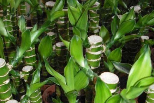 水培富贵竹的水臭了怎么办 水养富贵竹修剪(图解)